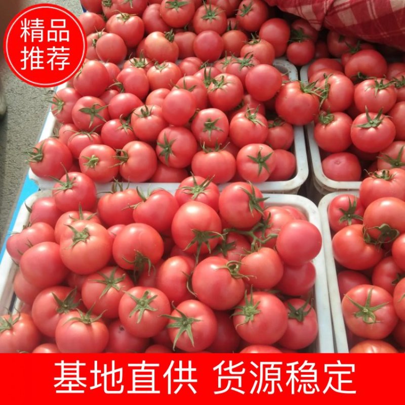 【优质】山东现摘新鲜硬粉西红柿产地货源视频看货，货源稳定
