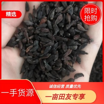 百部种子，对叶大百部种子优质，高产，可视频看货