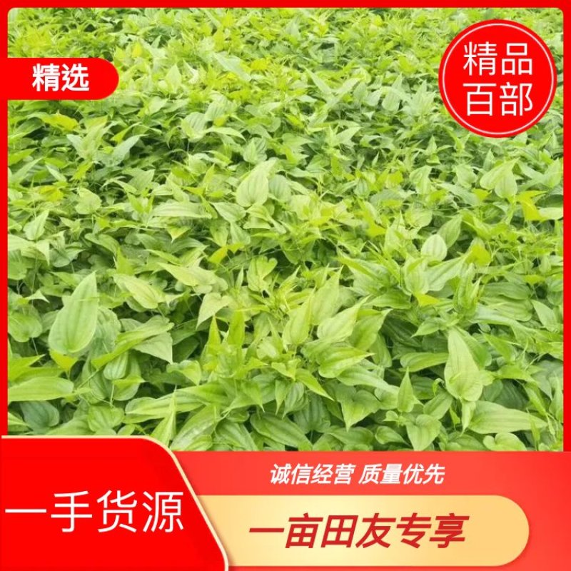 百部苗对叶大百部种苗高产优质提供技术包回收