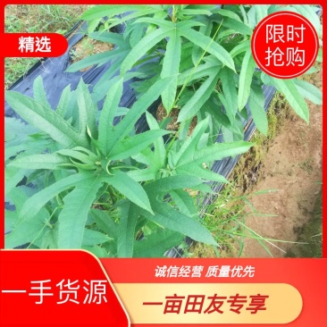 五指毛桃种苗五指毛桃苗优质高产提供种植技术包回收