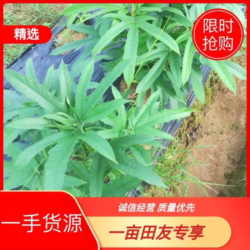 五指毛桃种苗五指毛桃苗优质高产提供种植技术包回收