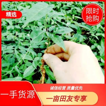 小叶牛大力种苗牛大力苗提供技术包回收