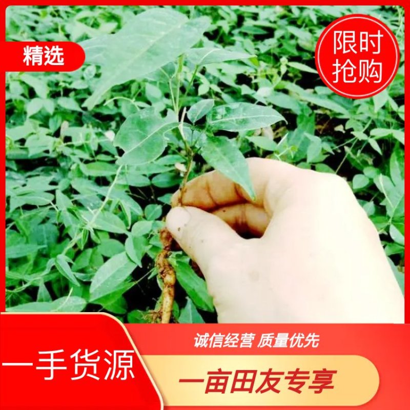 小叶牛大力种苗牛大力苗提供技术包回收