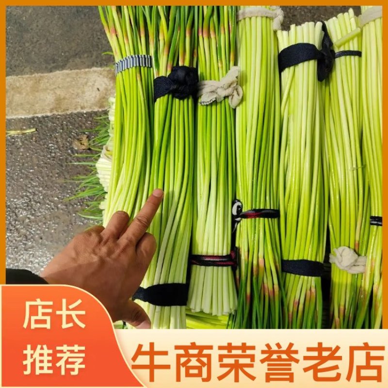 河南精品新鲜蒜薹，蒜苔60以上精品小把，超市，电商，市场