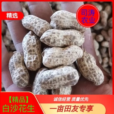 鲜花生，杠三，小白沙，罗汉果四粒红，欢迎各地老板考察下单