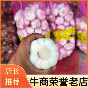 新鲜精品大蒜5公分以上，苗蒜，瓣蒜，量大质优