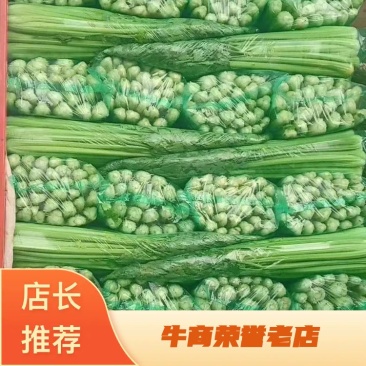 芹菜河北永年精品芹菜大量供应，有需要的朋友联系我