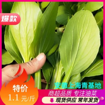 油菜上海青【商超专供】安徽蚌埠油菜大量上市中，对接批发