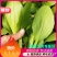 油菜上海青【商超专供】安徽蚌埠油菜大量上市中，对接批发
