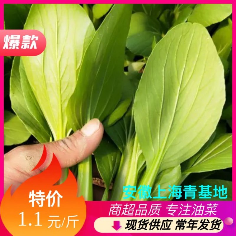 油菜上海青【商超专供】安徽蚌埠油菜大量上市中，对接批发