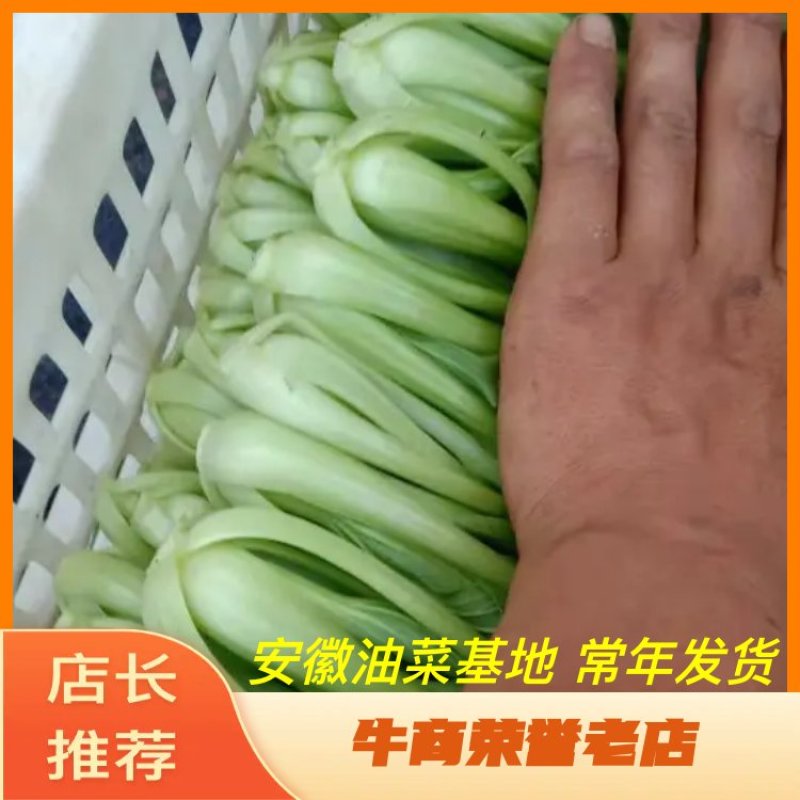 上海青淮上小油菜（荣誉老店）产地直销实力代收