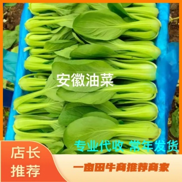 油菜（精品）优质，产地直销，对接全国，常年发货商超专供