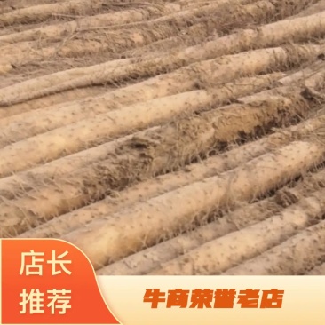 淮阳【九斤黄】沙土地山药大量上市，颜色正，条形好，有西施