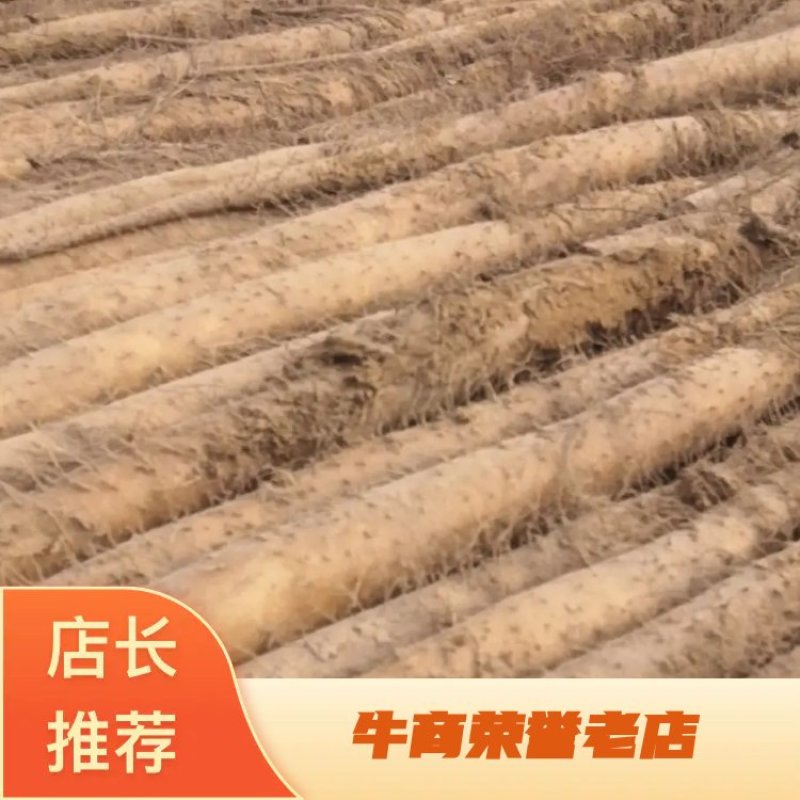 淮阳【九斤黄】沙土地山药大量上市，颜色正，条形好，有西施