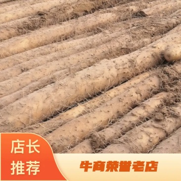 淮阳区九斤黄山药大量上市，个大条形好产地专业代办