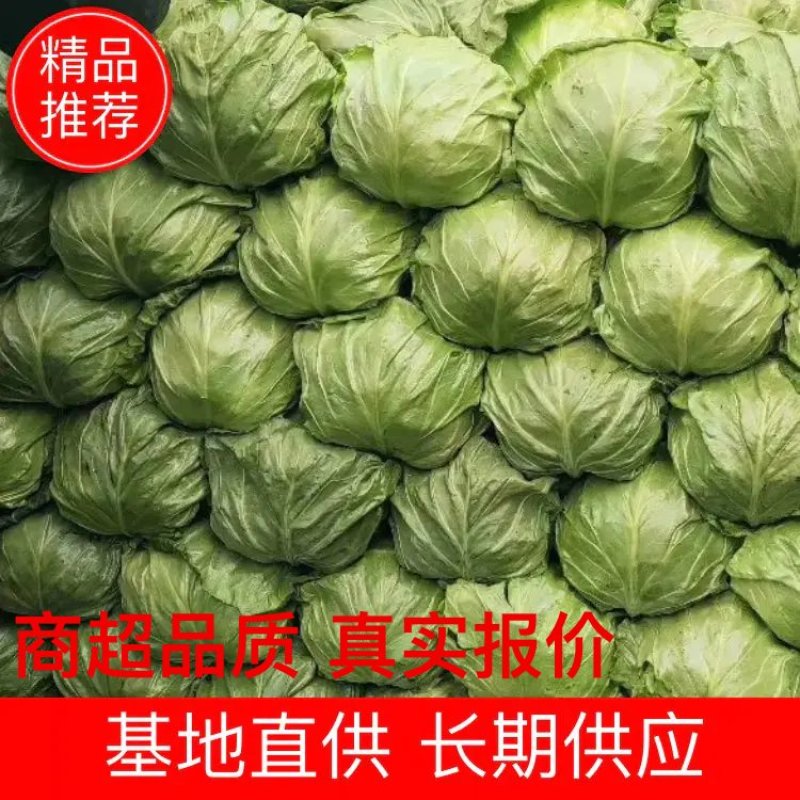 精品甘蓝，绿甘蓝包菜，产地大量供应，代发全国，
