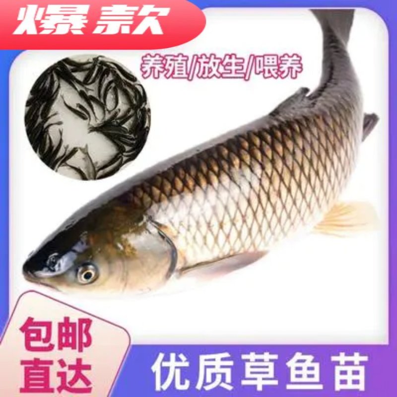 草鱼苗品种齐全价格实惠量大尤，送货上门，诚信经营