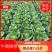 【黄心白菜】精品春福皇黄心白菜基地直供诚信经营