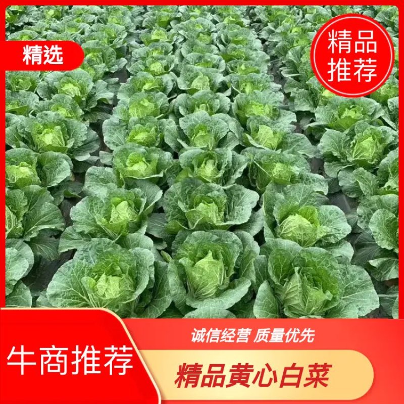 【黄心白菜】精品春福皇黄心白菜基地直供诚信经营
