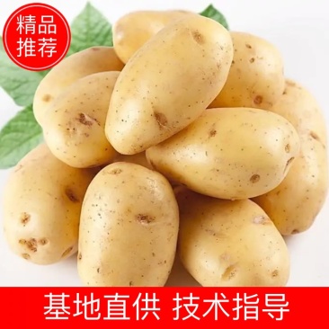 【一件代发】山东新鲜黄心土豆红皮黄心土豆10斤装助农义卖