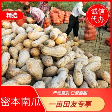 【商超超市】又面又甜金韩蜜本南瓜品质好可视频