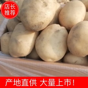 丽薯、马铃薯《精品土豆》产地直供，质量保障欢迎客商咨询订