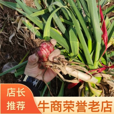 河南中牟紫皮大蒜把子蒜产地直销，保质保量！支持全国发货！
