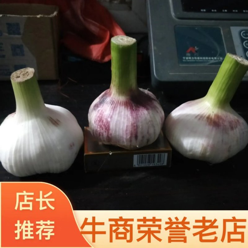 河南中牟紫皮蒜（把子蒜）产地直销商超直供，保质保量！