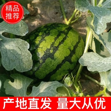 早春红玉西瓜，一茬皮薄，包熟包甜，货源充足，产地直销。