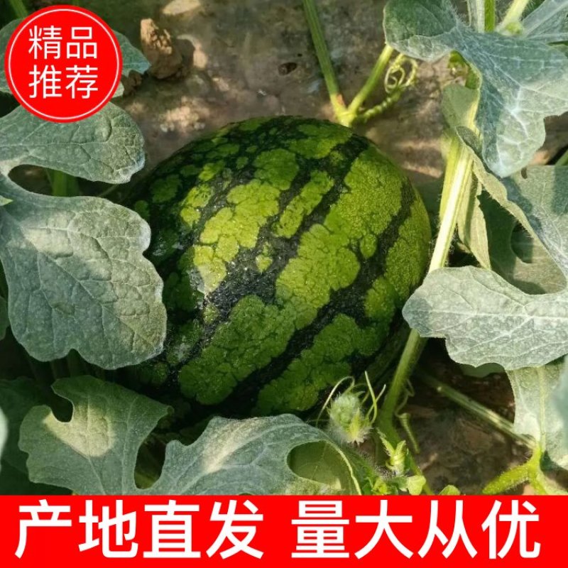 早春红玉西瓜，一茬皮薄，包熟包甜，货源充足，产地直销。