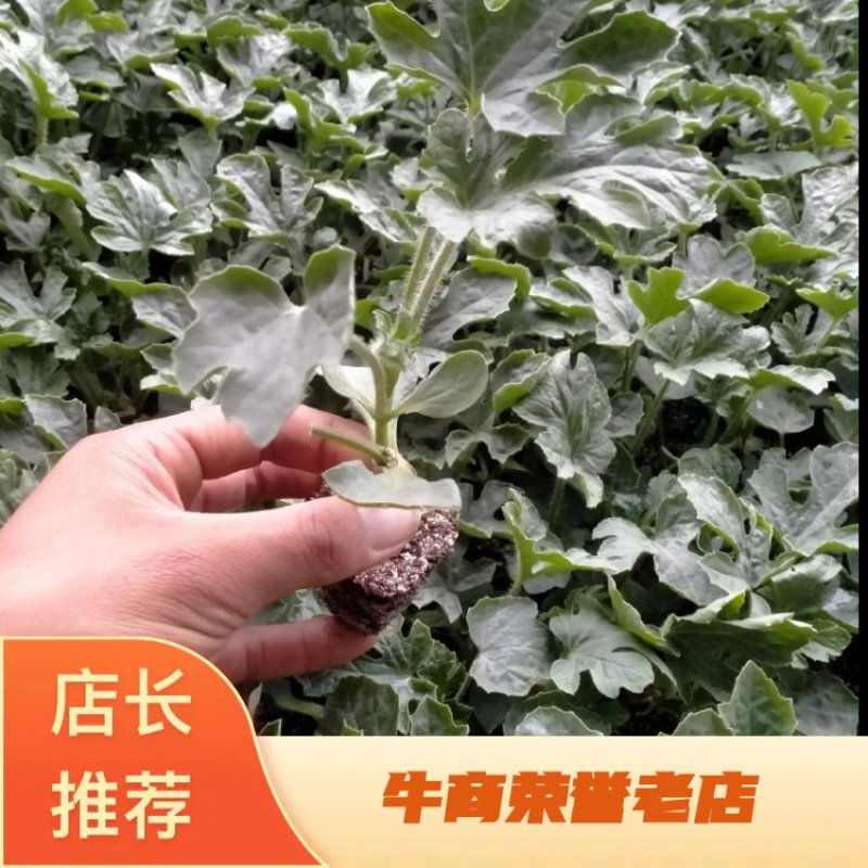 阜城县《润萍苗场》大量供应嫁接:西瓜苗，甜瓜苗等菜苗！