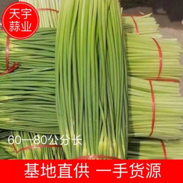 【优质】河南蒜台产地直销，一手货源，保质保量