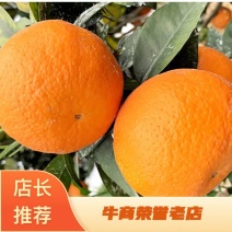 精品沃柑🍊甘甜可口皮薄汁多😱原产地货源充足