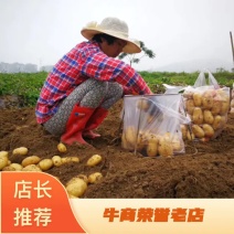 霞浦沙地土豆🥔二两起步黄皮黄心，品质如一产地直销