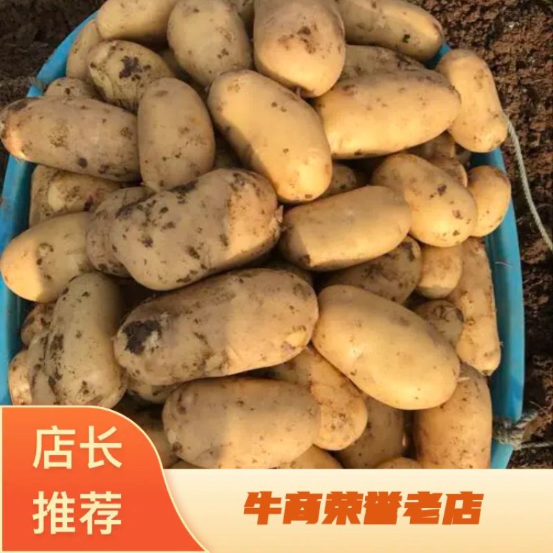 闽薯🥔土豆2两以上黄皮黄心精品靓货产地直发