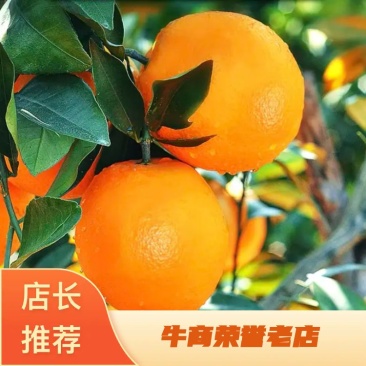 新鲜采摘纽荷尔脐橙70~90mm口感甜美甜蜜多汁