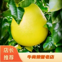 红心蜜柚1.5斤起果皮细腻个头均匀货源充足支持产地直发