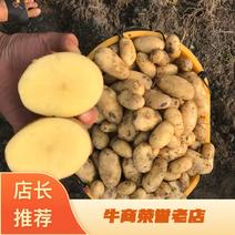 新土豆兴佳2号黄皮黄心专业代办产地直供