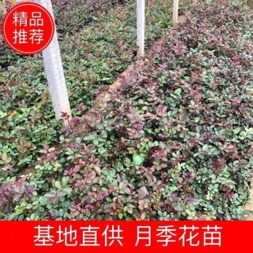 月季，营养杯苗，各种规格，基地直供，畅销品种