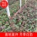 月季，营养杯苗，各种规格，基地直供，畅销品种