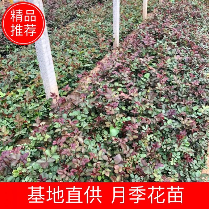 月季，营养杯苗，各种规格，基地直供，畅销品种
