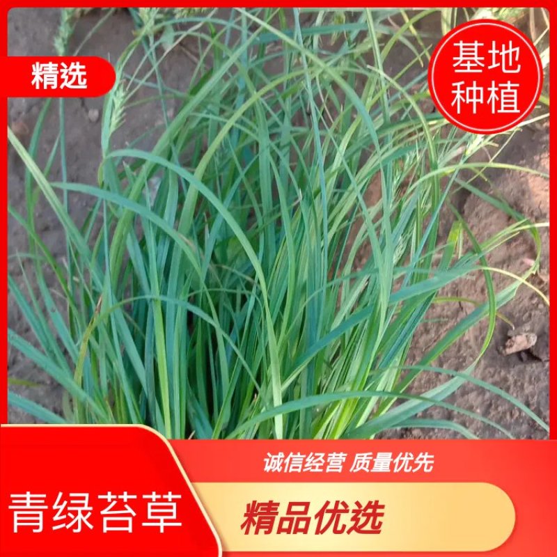 苔草，青绿苔草，基地直供，大量批发满盆，草坪