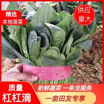 菠菜产地直供，质量杠杠滴供应量大-新鲜蔬菜一条龙服务