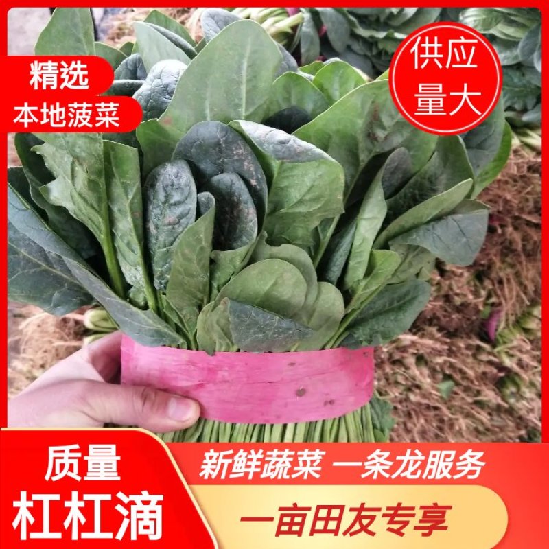 菠菜产地直供，质量杠杠滴供应量大-新鲜蔬菜一条龙服务