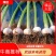 【大蒜】精品大蒜紫皮蒜，蒜头，2023新鲜上市现挖现发