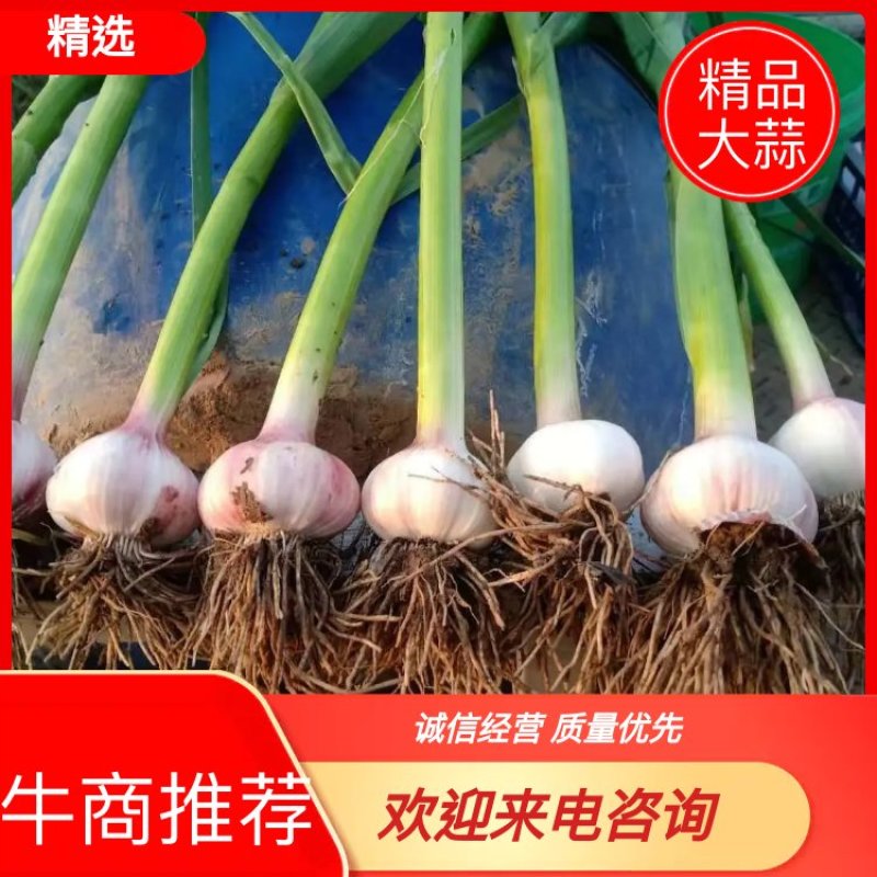 【大蒜】精品大蒜紫皮蒜，蒜头，2023新鲜上市现挖现发