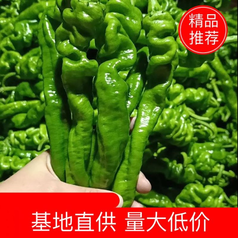 【鲜辣椒】山东螺丝椒芜湖椒产地直供现摘现发质量保证