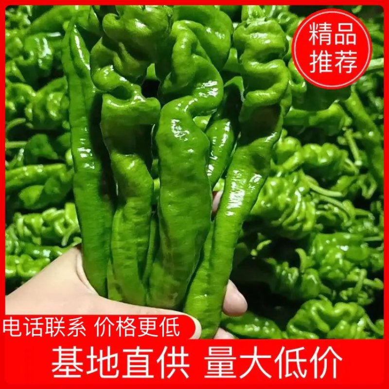 【鲜辣椒】山东螺丝椒芜湖椒产地直供现摘现发质量保证