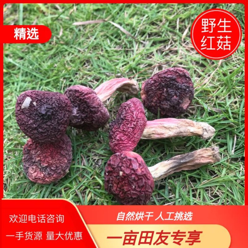 野生红菌，福建野生红菇，中菇蕾，大量批发价格