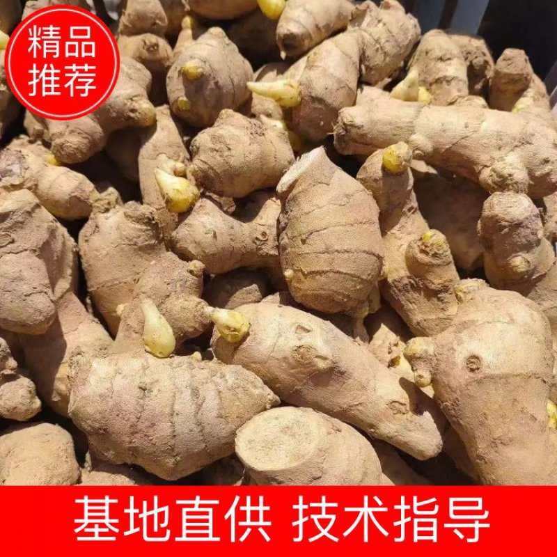 ，小黄姜姜种，品种齐全，全国物流发货，保质保量